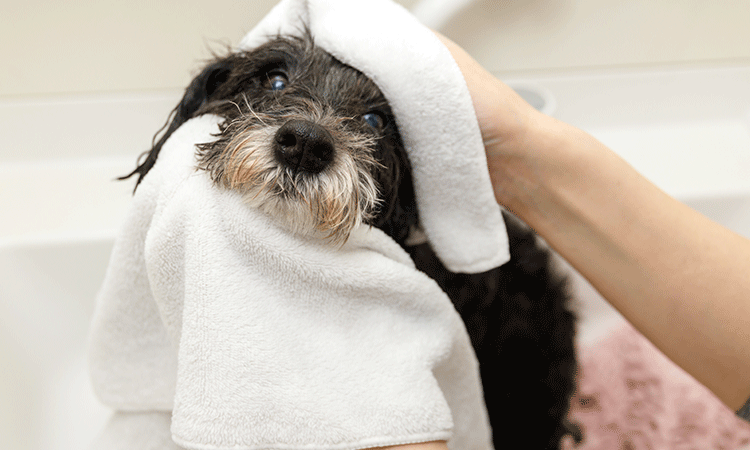 犬とのコミュニケーションを大切に優しく丁寧に向き合います